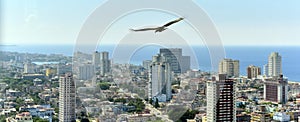 The American vultures (Cathartidae Lafresnaye) soars over Havana Cuba.