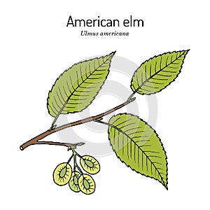 American, or water elm Ulmus americana the official state tree of North Dakota