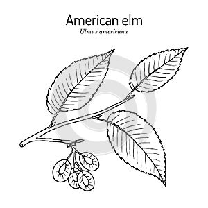 American, or water elm Ulmus americana the official state tree of North Dakota