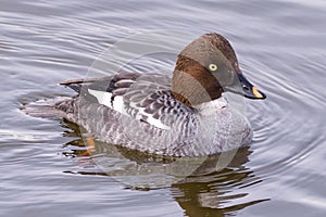 American Waterfowl. The Common Goldeneye