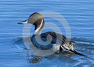 American Waterfowl. Northern Pintail in a lake