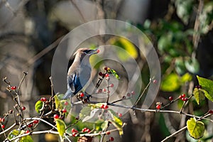 American waxwing (Bombycilla cedrorum) perched on branch with red berries