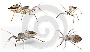 American wheel bug - Arilus cristatus - isolated on white background. 4 views or angles