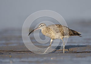 American Whimbrel, Numenius phaeopus