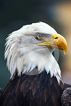 American white-headed eagle