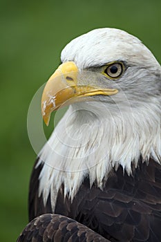 American white-headed eagle