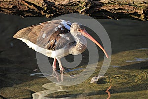 American white ibis