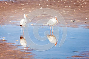 American white ibis