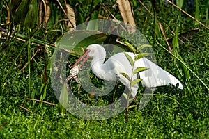 American white ibis