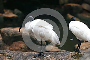 American white ibis