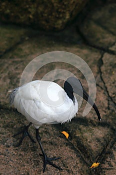 American white ibis