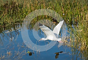 American White Ibis