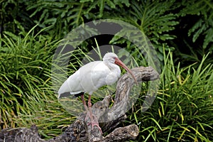 American White Ibis   605772