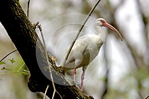 American White Ibis   606076