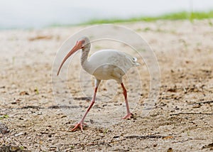 American White Ibis