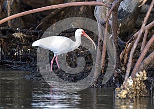 American white ibis, binomial name Eudocimus albus, feeding on the edge of Chokoloskee Bay in Florida.