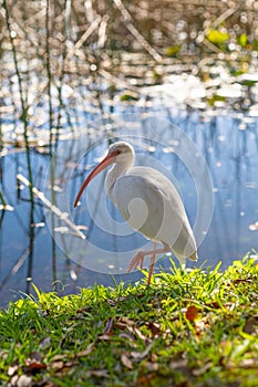 American white ibis bird (Eudocimus albus)