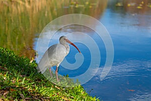 American white ibis bird (Eudocimus albus)