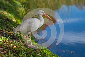 American white ibis bird (Eudocimus albus)