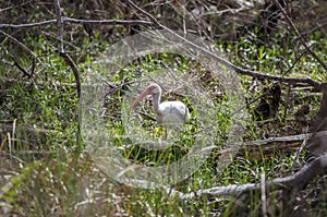 American White Ibis bird, Okefenokee Swamp National Wildlife Refuge