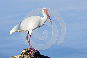 American white ibis, eudocimus albus photo