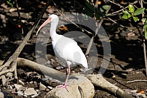 American white Ibis, Eudocimus albus