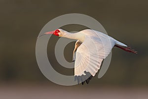 American White Ibis (Eudocimus albus) in flight