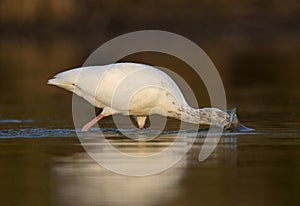 The American white ibis Eudocimus albus foraging and catching crabs in a pond at Fort Meyers Beach.