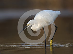 The American white ibis Eudocimus albus foraging and catching crabs in a pond at Fort Meyers Beach.