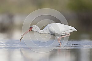 The American white ibis Eudocimus albus foraging and catching crabs in a pond at Fort Meyers Beach.