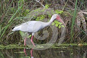 American white ibis (Eudocimus albus) foraging in a swamp