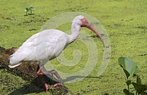 American white ibis (Eudocimus albus) foraging in a swamp