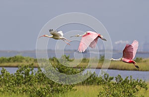 The American white ibis (Eudocimus albus) and roseate spoonbills (Platalea ajaja)flying over swamp photo