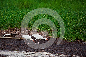 American white ibis Eudocimus albus in the swamp