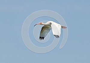 American White Ibis in flight