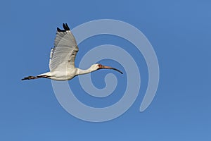 American White Ibis in Flight