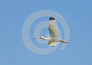 American White Ibis in flight