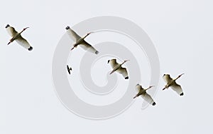 American White Ibis flock in flight