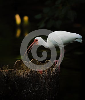 American White Ibis getting a drink from a water pool