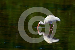 American white ibis hunting in J.N. Ding Darling NWR.Florida.USA