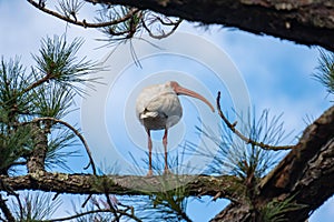 American White Ibis perched in a pine tree