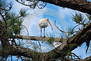 American White Ibis perched in a pine tree, looking down