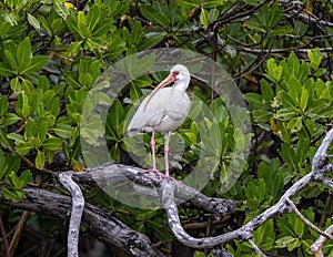 American white ibis perched in a red mangrove tree alongside Chokoloskee Bay in Florida.