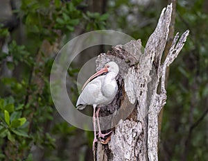 American white ibis perched in the remains of a dead tree trunk alongside Chokoloskee Bay in Florida.