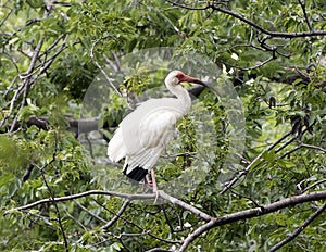 American White Ibis perched in a tree