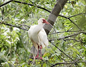 American White Ibis perched in a tree