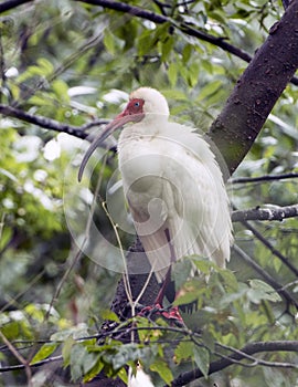 American White Ibis perched in a tree