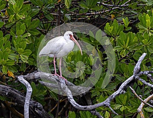 American white ibis perched in a tree with green leaves alongside Chokoloskee Bay in Florida.