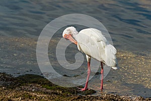 American white ibis preening itself in J.N. Ding Darling NWR.Florida.USA