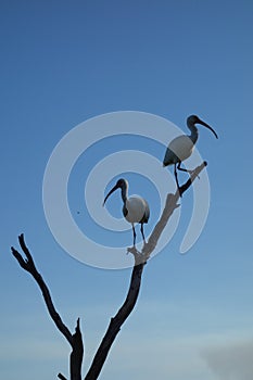 American white ibis silhouettes